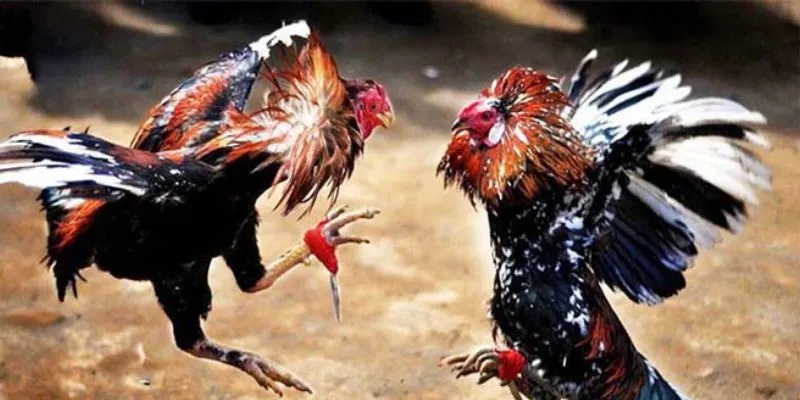 Giới thiệu luật tham gia đá gà cựa sắt cho hội viên