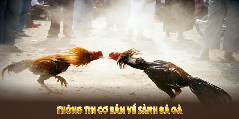 Thông tin cốt lõi về sảnh Đá Gà 88Bet bạn không nên bỏ lỡ