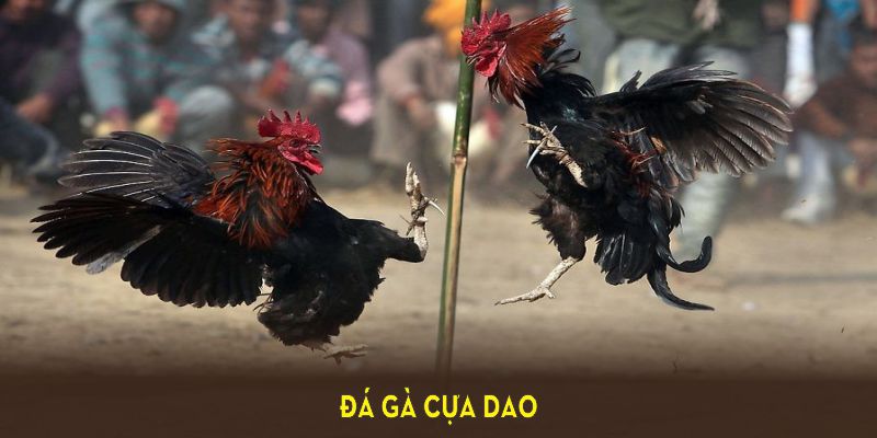 đá gà cựa dao